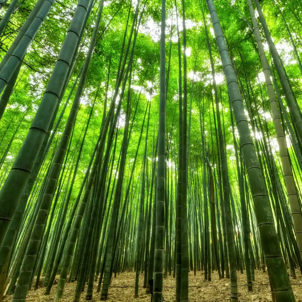 bamboe bos goed voordelig voor CO2 reductie