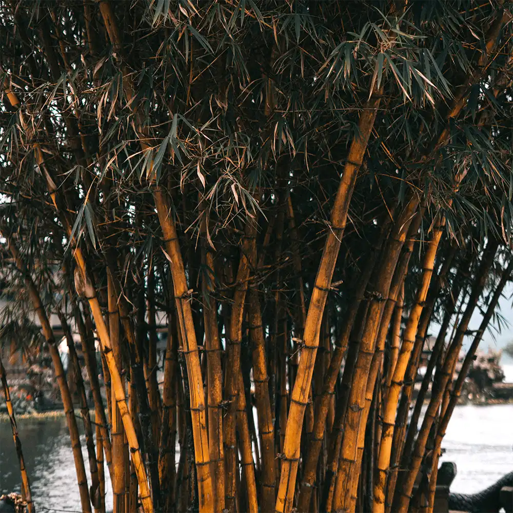 is bamboe duurzaam?